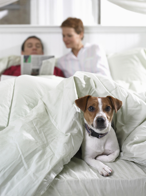 Couple in bed reading with dog under the blankets